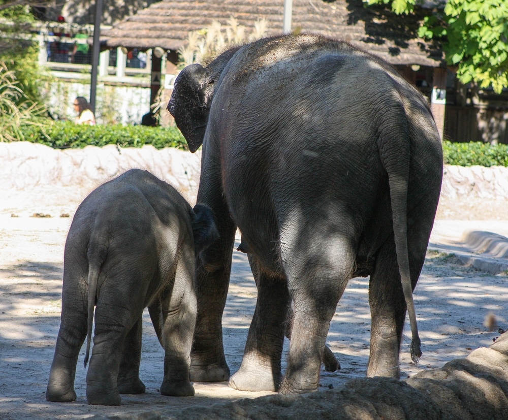 Elephants in Fort Worth Zoo